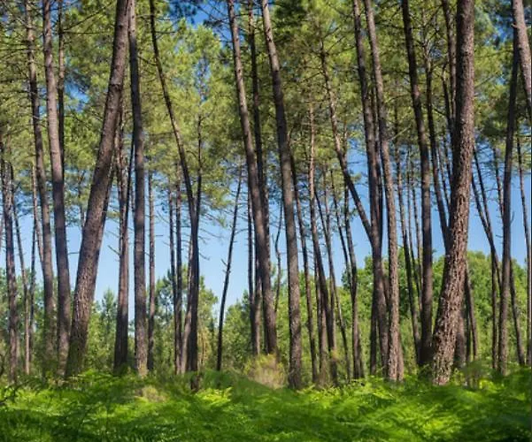 Vakantiehuis Penates Oceanes *